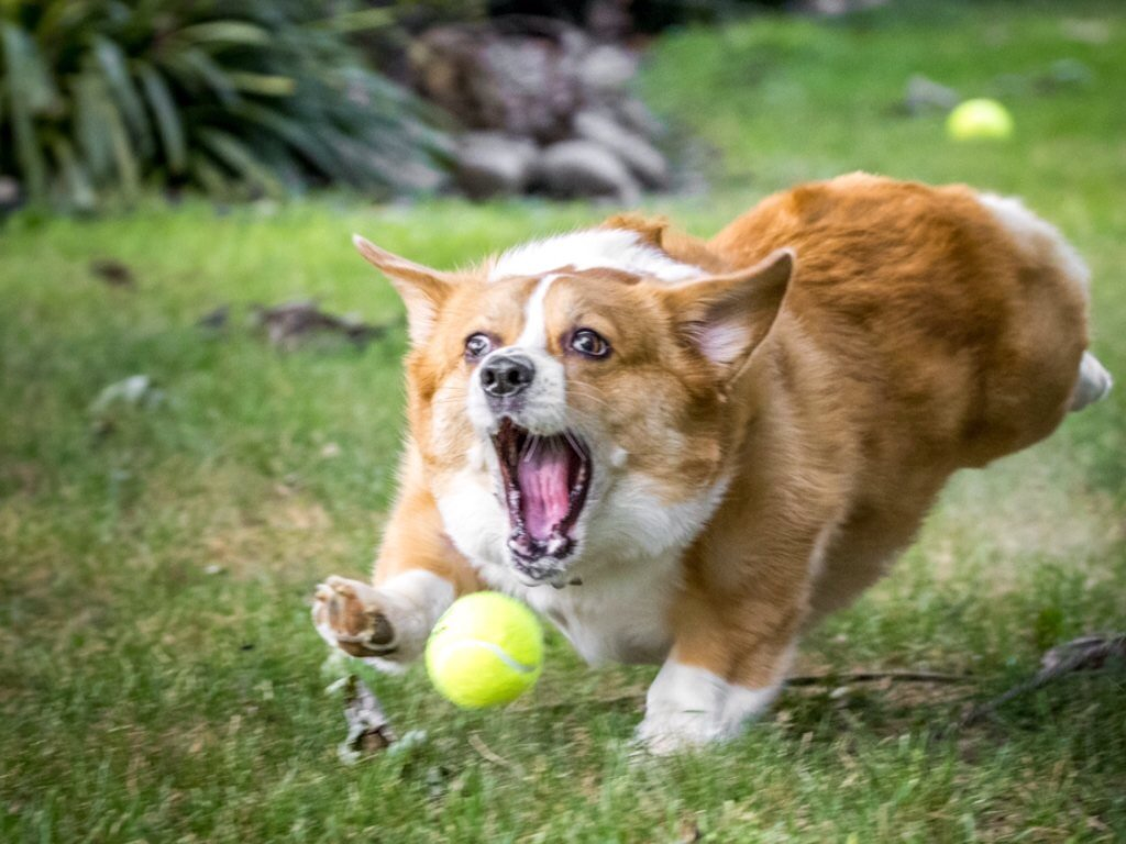 Фото из интернета. Присмотритесь к выражению глаз этой собаки. Хорошо ли ей?  