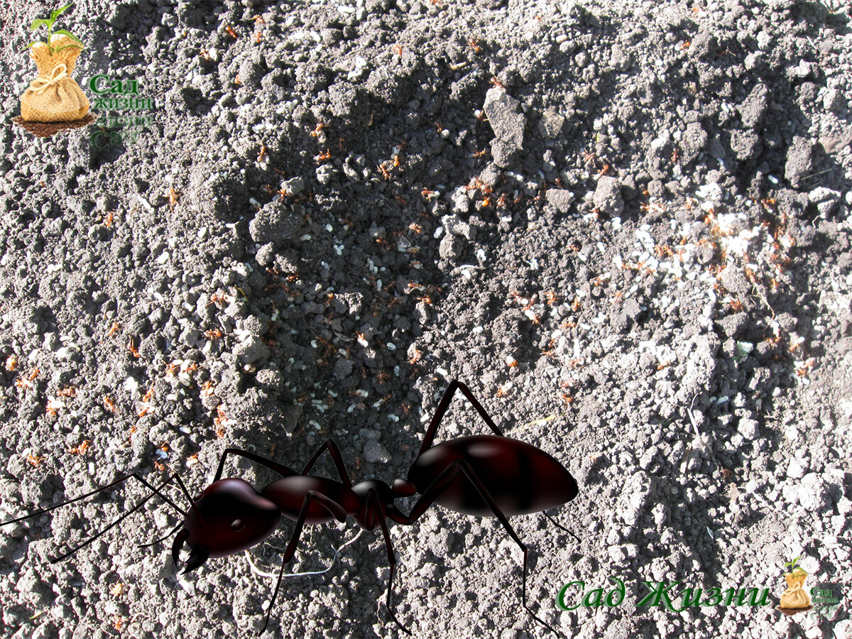 Вы хотите прогнать муравьев с помощью соды?!