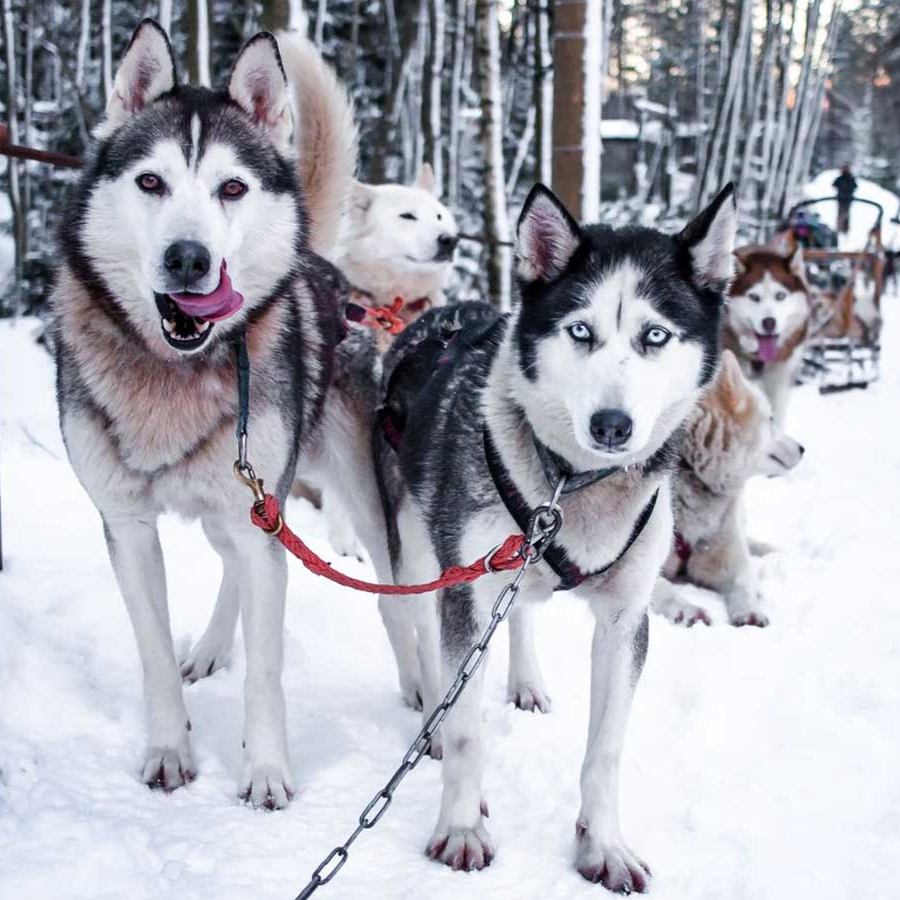 Питомники Хаски