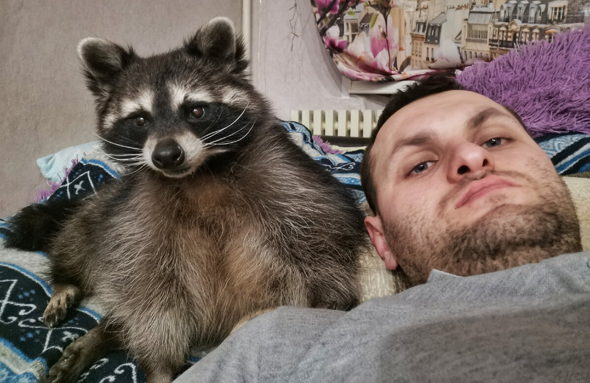 Енот полоскун в дикой природе. Крымский енот. Енот донецк. Енот донецк. Крошка енот серпухов.