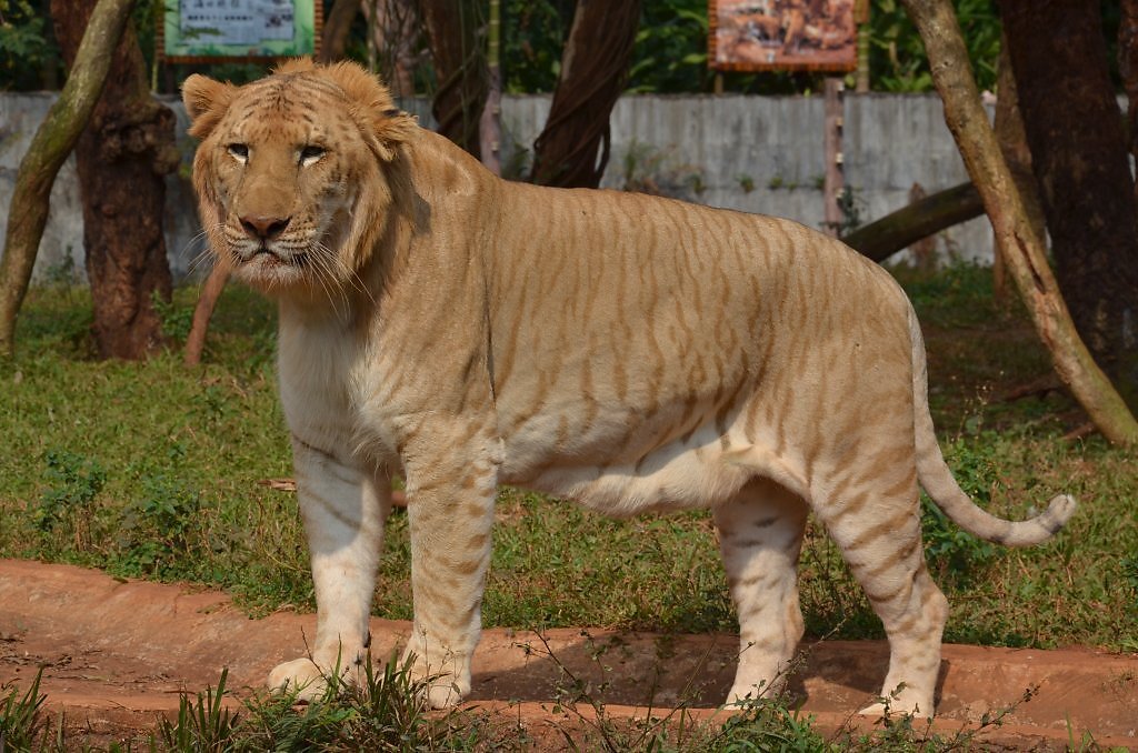 Самый большой лев в мире фото и вес