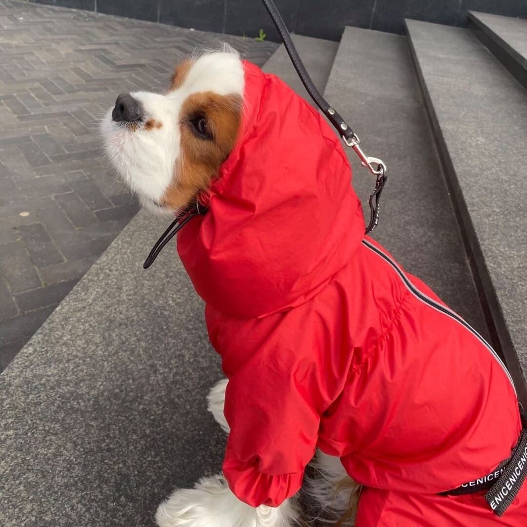 Фото People&Dogs