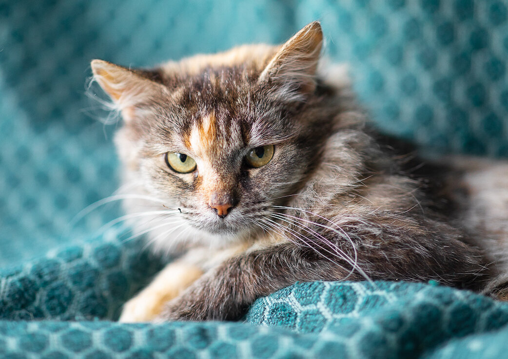 Кошка Пепси