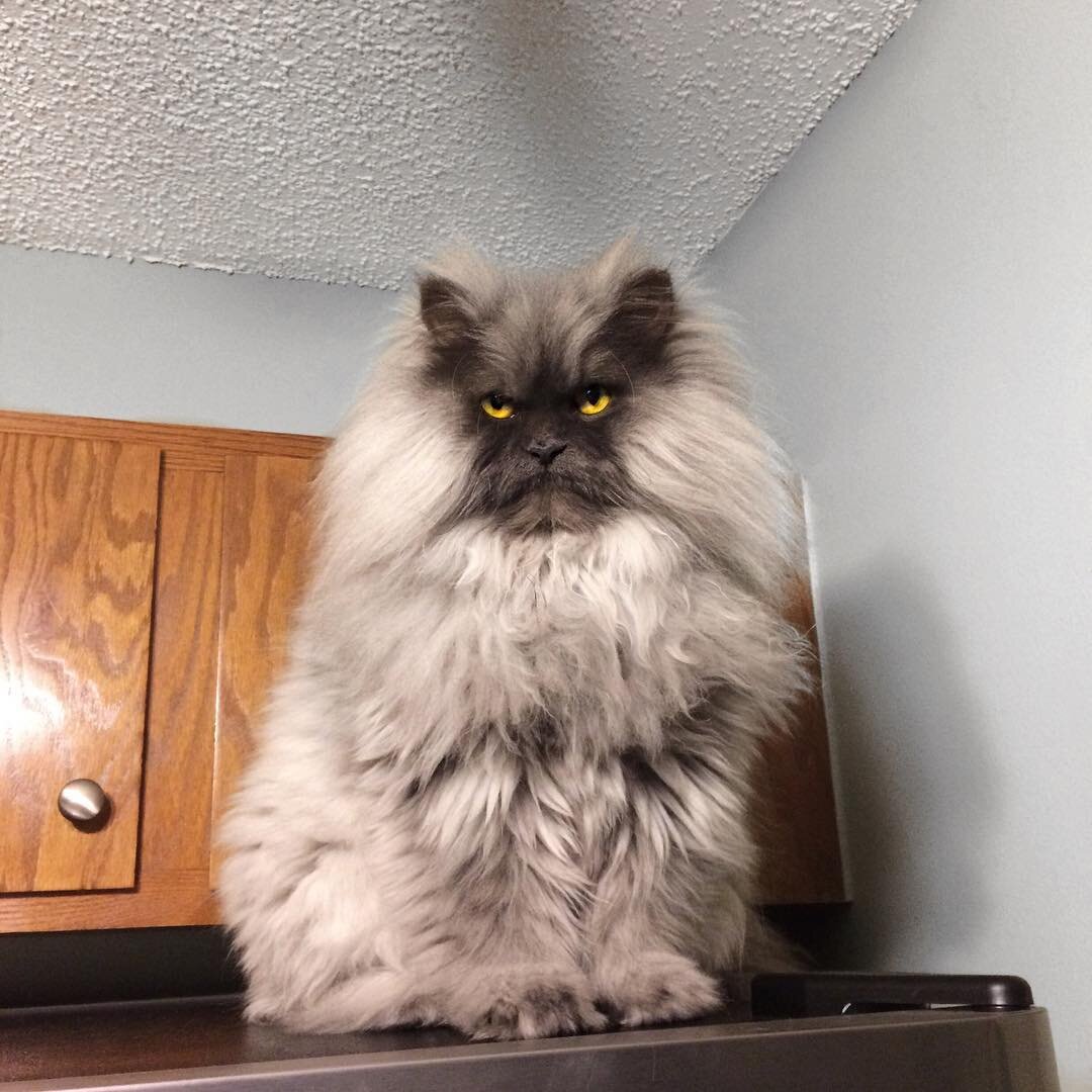 Ты хочешь кормить кота? Или тебе надо кормить кота?