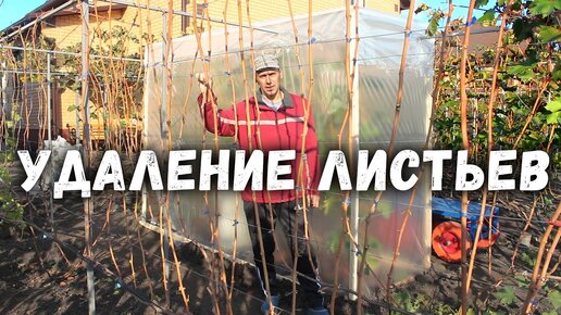 Descargar video: Осенние работы на винограднике - удаление листьев, подготовка к обрезке кустов ✂.