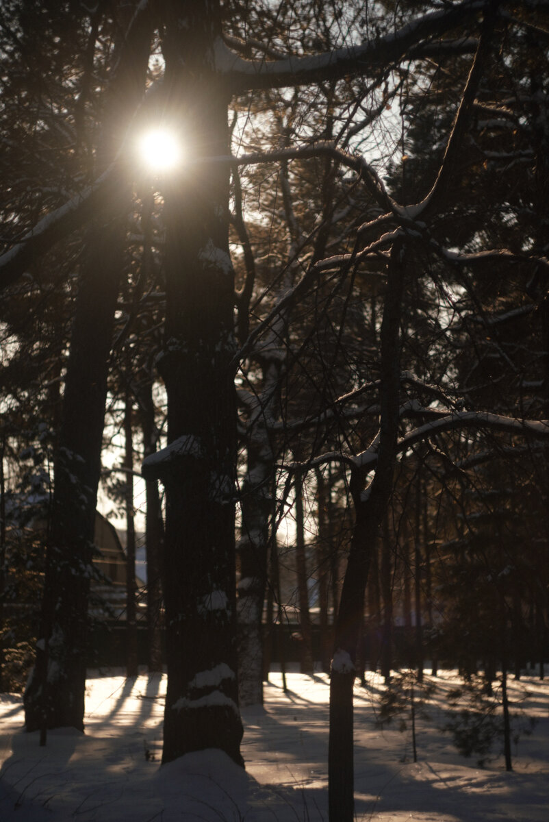 Вид через деревья с территория санатория им. Володарского