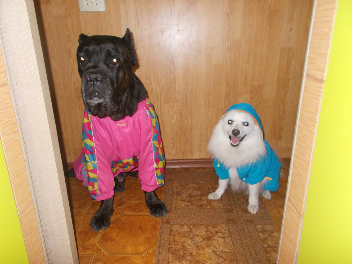 У Торы (слева) застежка на спине, у Моти (справа) - на животе.