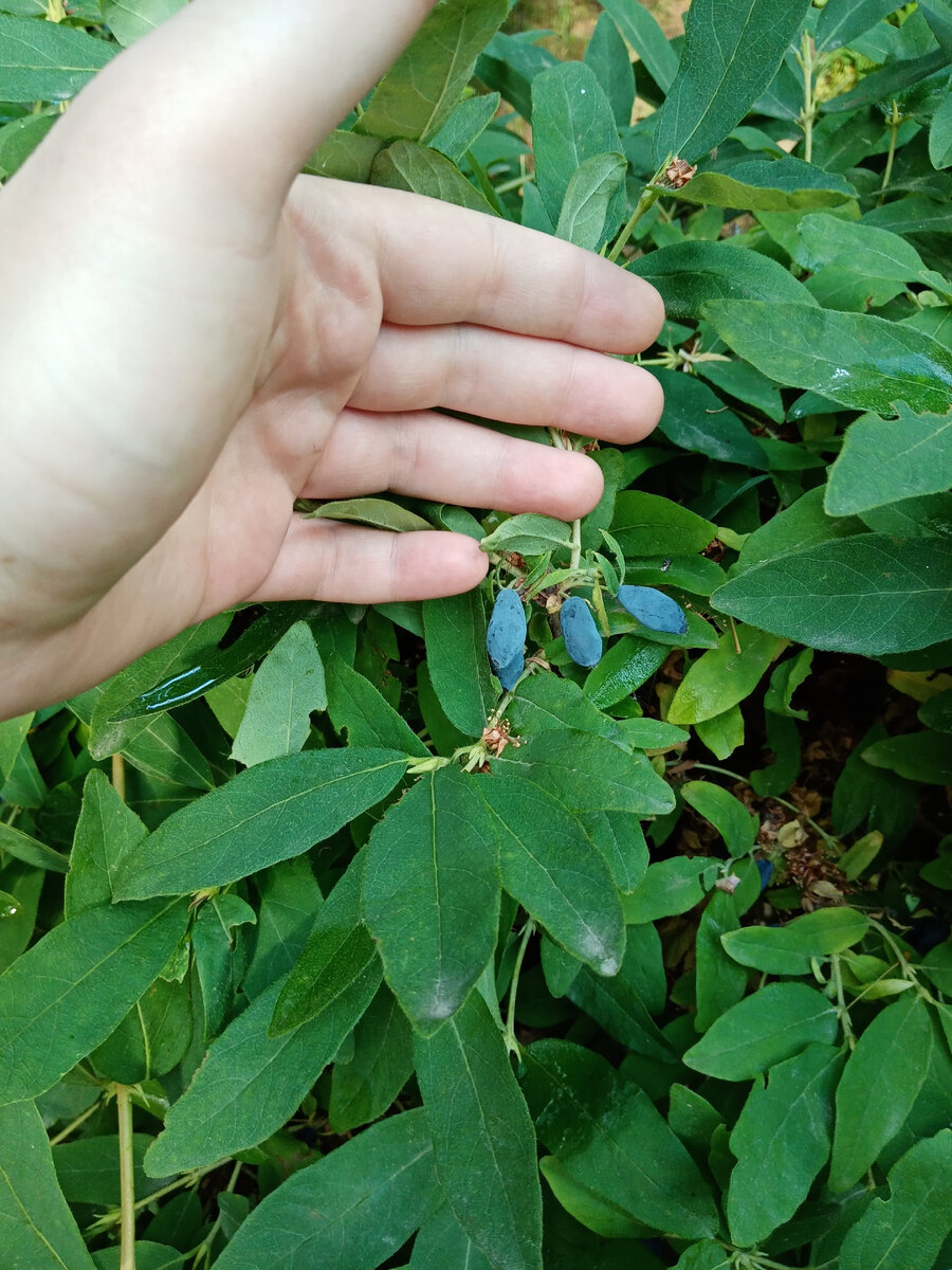 Вкусные ягоды! 