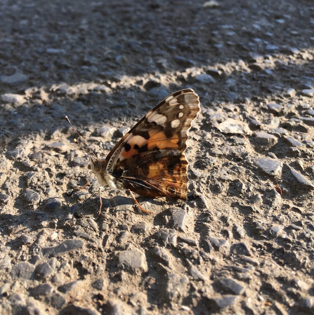 Красавица бабочка присела отдохнуть