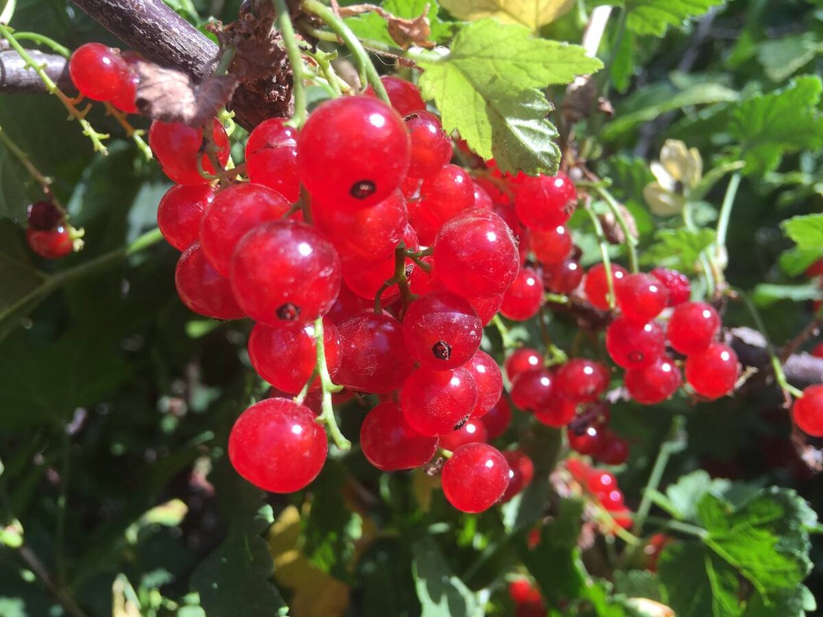 Красная смородина