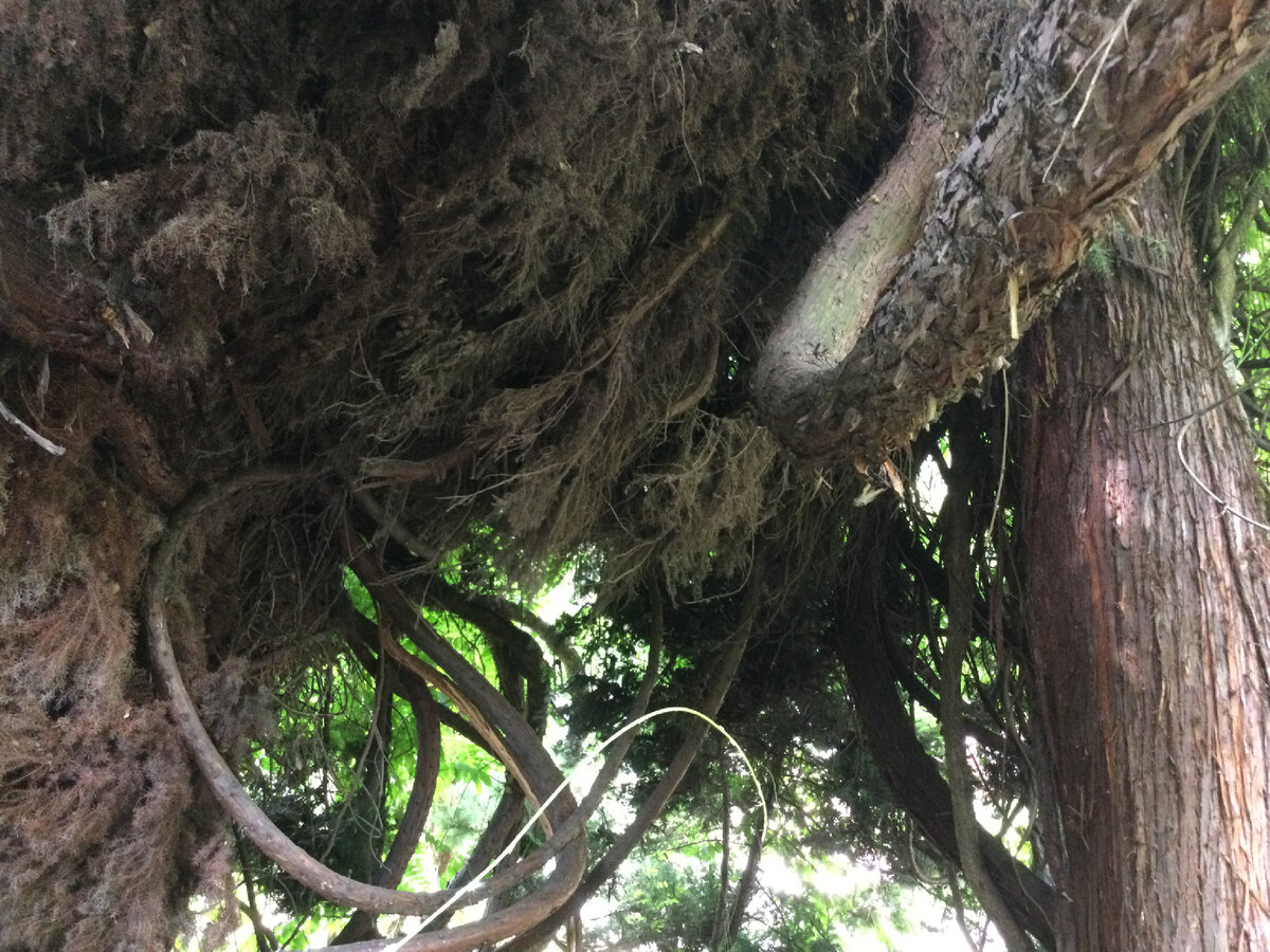 «Южное взморье», Адлер, дендропарк 