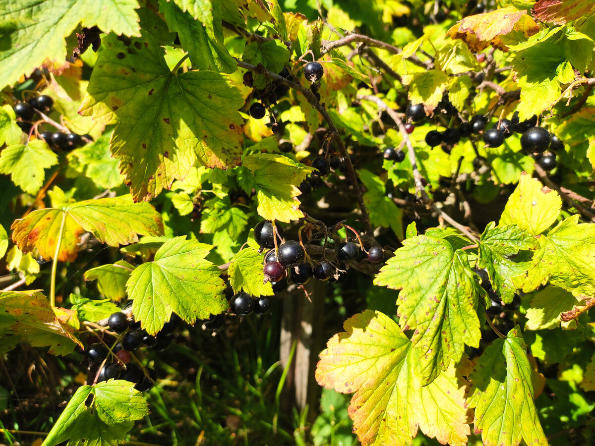 Какую стратегию сбора ягод выбрать? 