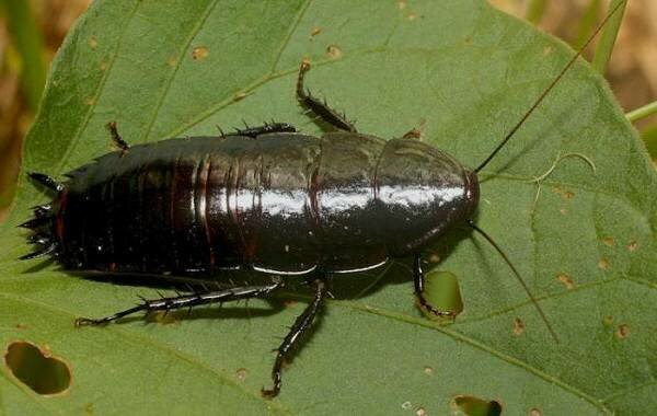 Описание и особенности  Черный таракан — крупное ползающее насекомое, известное человечеству на протяжении 350 лет.