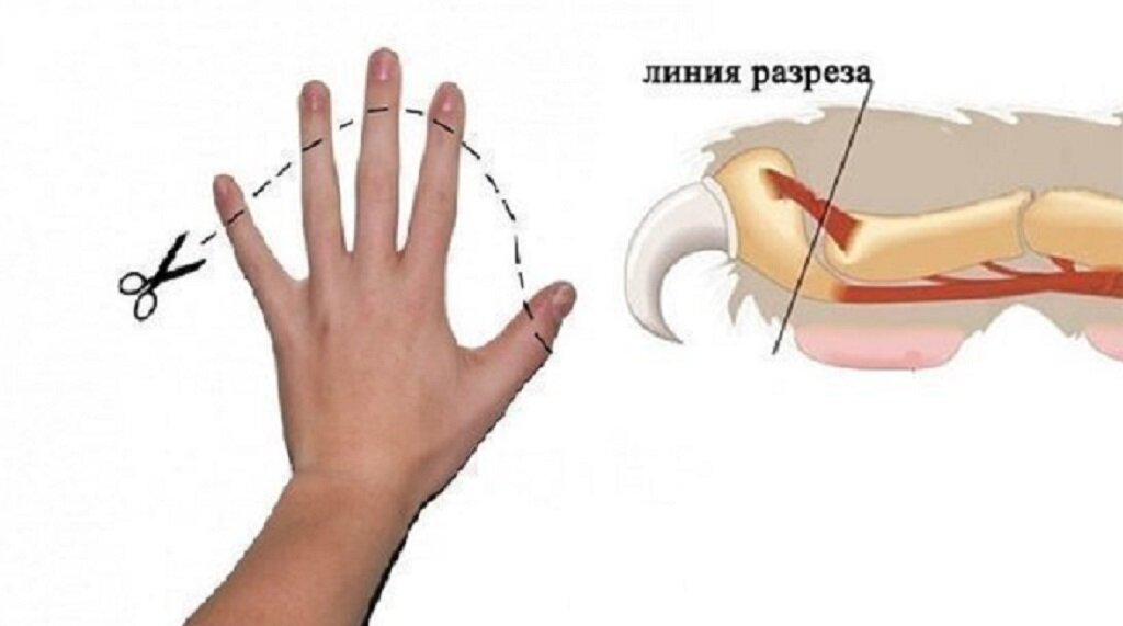 Удалил пальцы. Строение когтя кошки. Коготь кота строение. Строение кошачьего когтя. Купирование когтей у кошек.