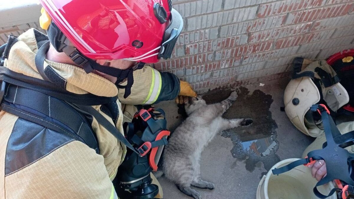     Кота спасли из ижевской квартиры, в которой произошел пожар.