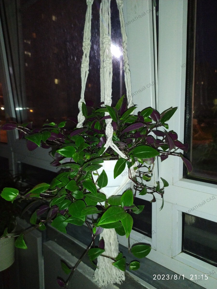 Традесканция Ivory Purpur 01.08.2023