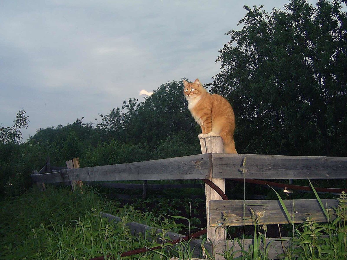 Кот на заборе в деревне