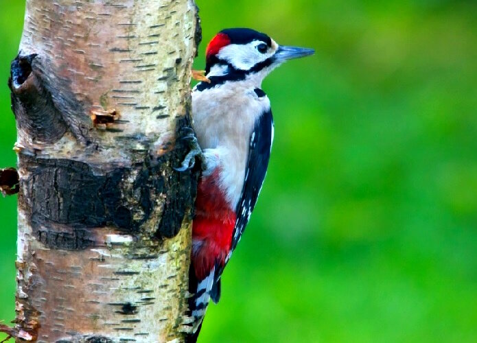 Дятел музыкант