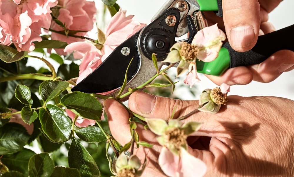 Всё лишнее лучше удалять без промедления