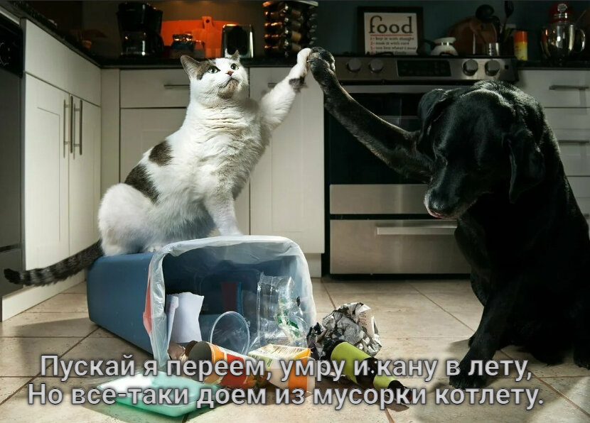 Полезные продукты для кошек