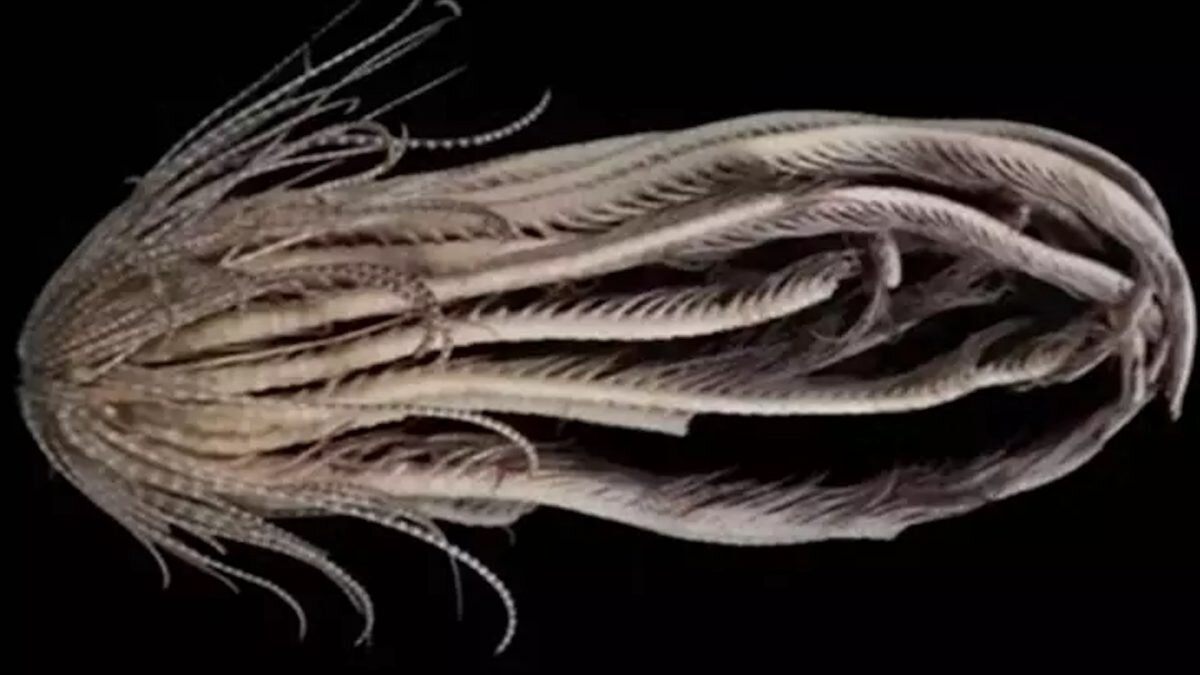    Фото: скриншот Август Макаров