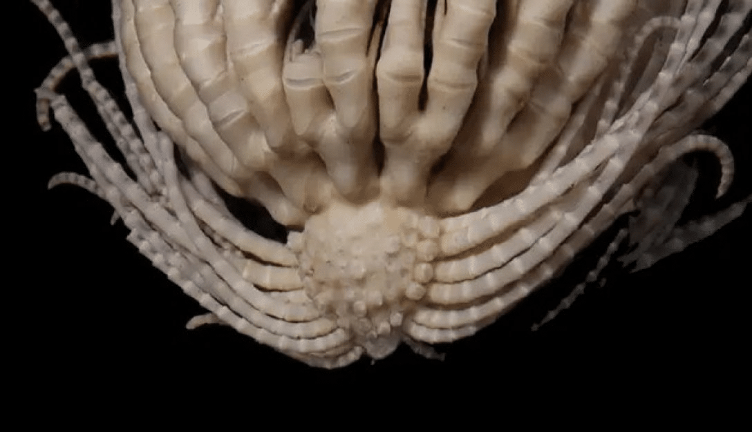    Promachocrinus fragarius / © Greg W. Rouse