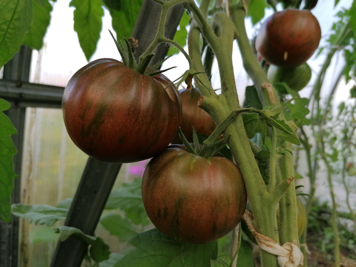 Томат Амурский тигр