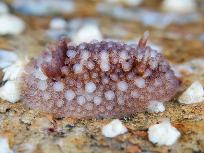 Onchidoris Bilamellata. Фото с сайта https://i0.wp.com/