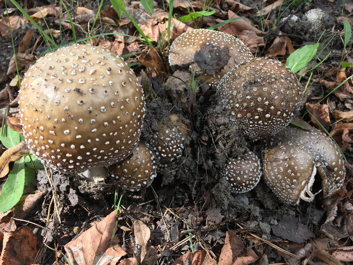 Amanita tomato. Мухомор пантерный. Гриб пантерный Amanita pantherina 80 Griboedov. Amanita nivalis grev. Аманита Кавказа