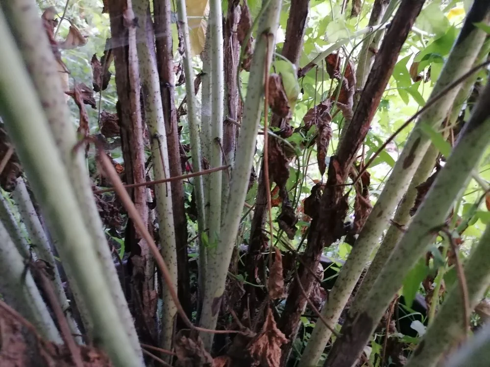 Малина в августе, хорошо видно, где старые побеги, а где новые