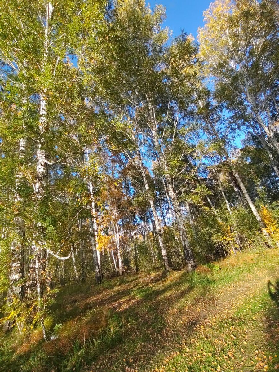Ну и березки порадовали, что уж там.
