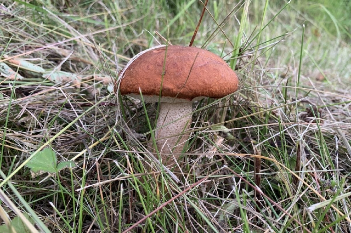    Жители Сочи рассказали о грибных местах на курорте