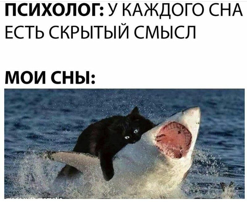 Мем с котом про сон