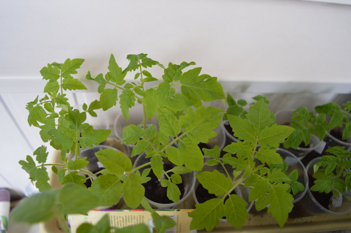 На балконе мало солнца, поэтому рассада начинает вытягиваться.  