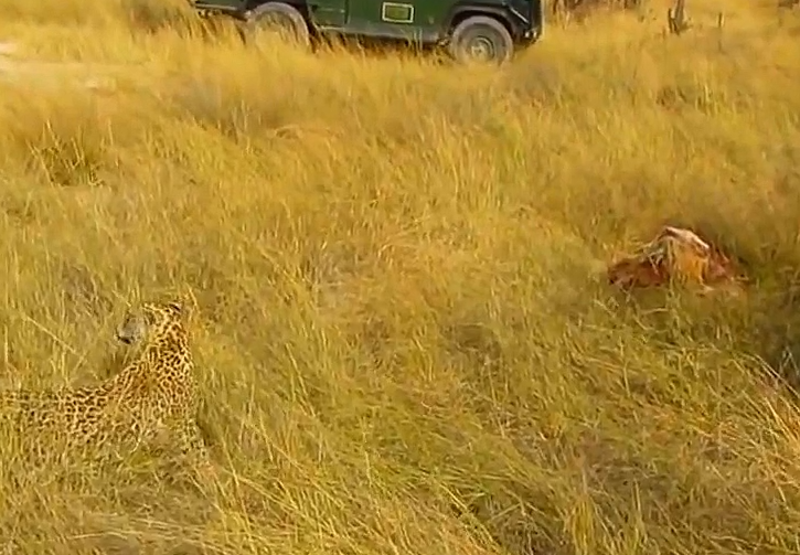 Что-то насторожило животное.