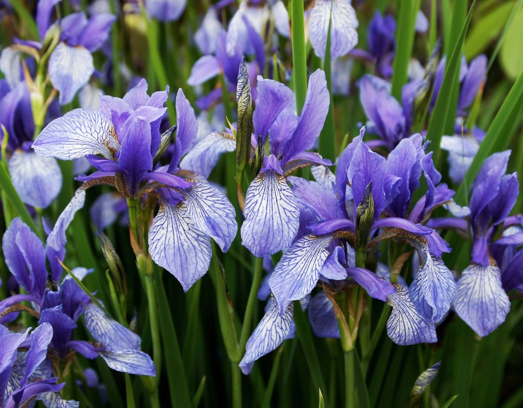 Сибирские ирисы уход. Ирис Касатик Сибирский. Ирис Сибирский Iris sibirica. Ирис Касатик Сибирский Iris sibirica. Ирис Сибирский Íris sibírica \.