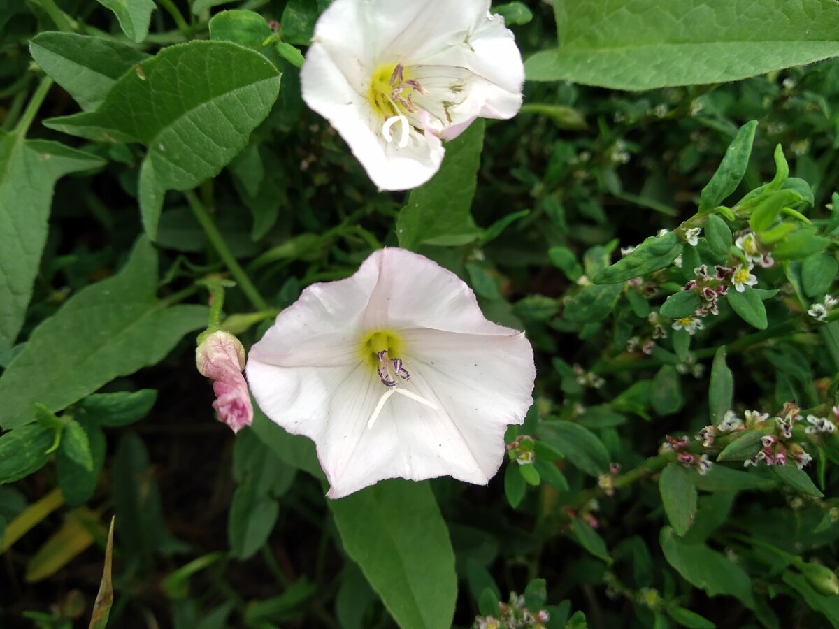 как же я люблю этот фотик! удалось сфоткать вьюнки)