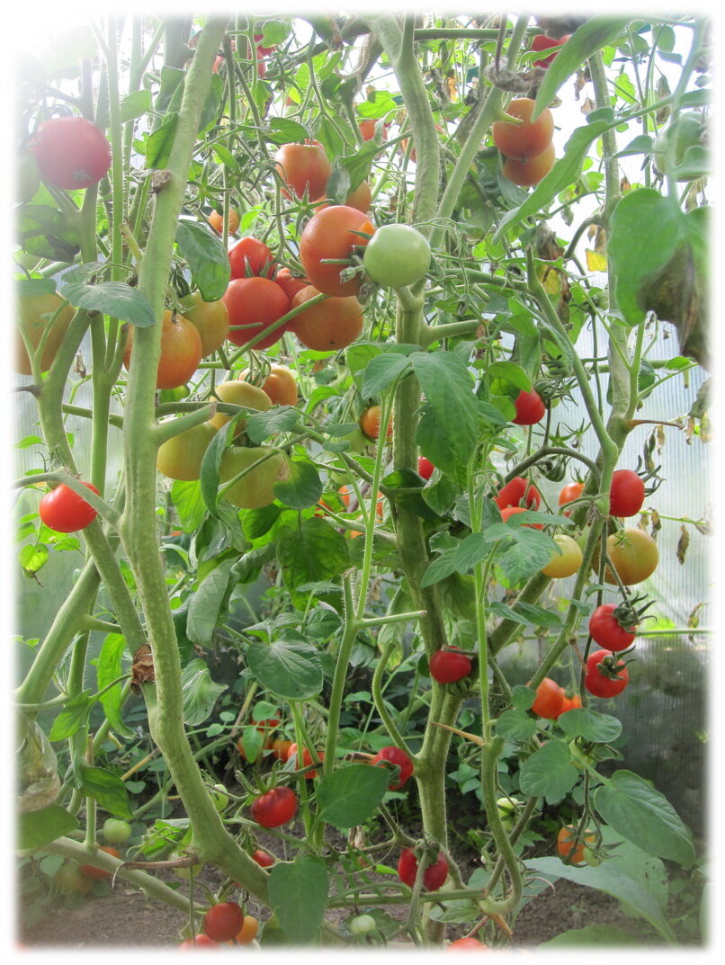 А вот, к примеру, томаты. Не бог весть какие в этом году, но с морковкой ещё хлеще порой: