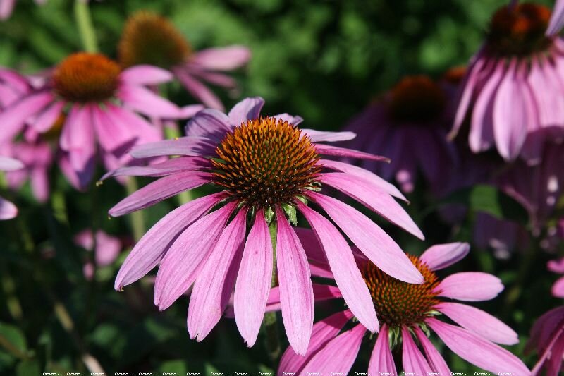 Эхинацея пурпурная ( Echinacea )