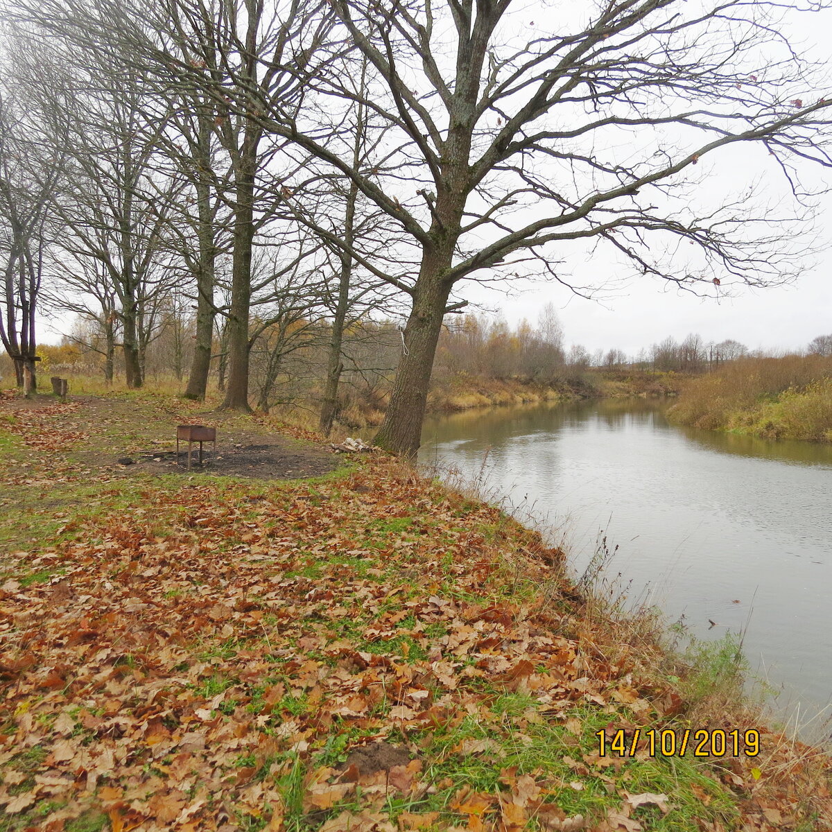 а на берегу реки часто встречаются деревья , заросшие фламмулиной.