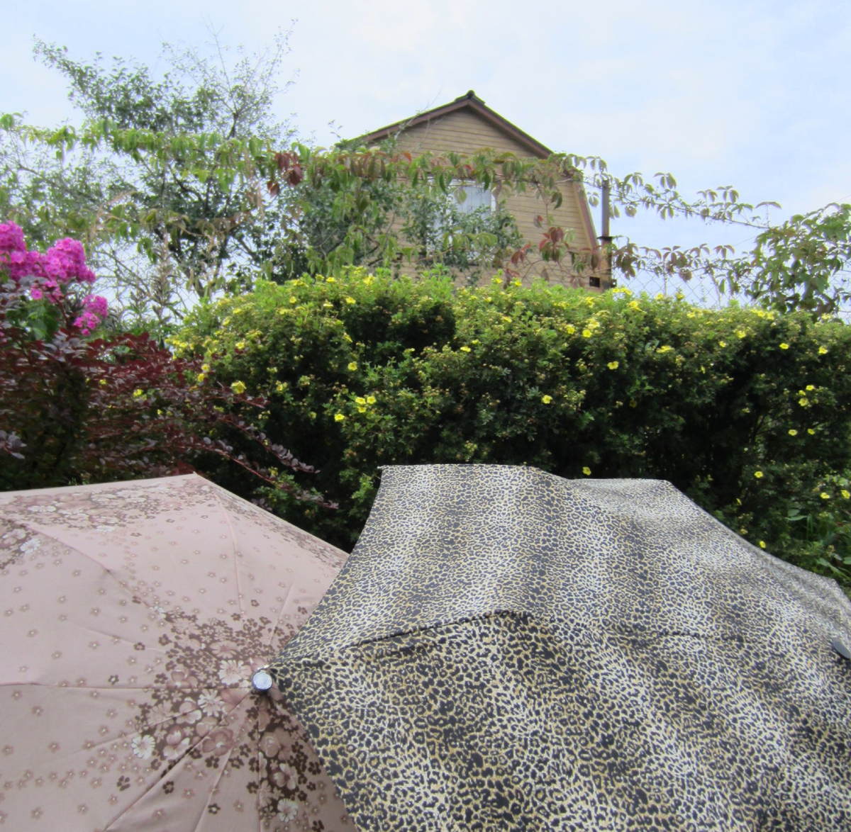 Один из этих зонтиков ещё живёт на даче...