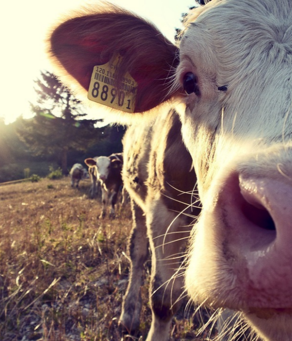 https://cdn.pixabay.com/photo/2015/09/09/19/36/cow-932817_960_720.jpg