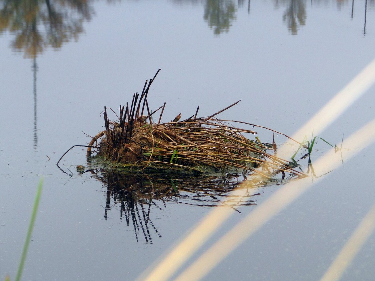Сегодня порой был полнейший штиль на воде и поверхность воды, как зеркало. Вчера воблер пытался вспять летать...