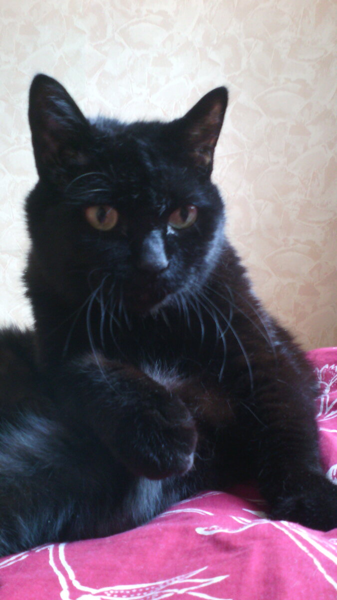 Очаровательный брюнет с зелеными глазами