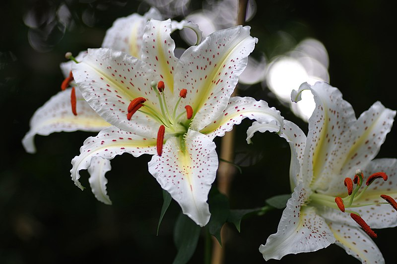 https://commons.wikimedia.org/wiki/File:Lilium_Auratum_%E3%83%A4%E3%83%9E%E3%83%A6%E3%83%AA_(162417181).jpeg