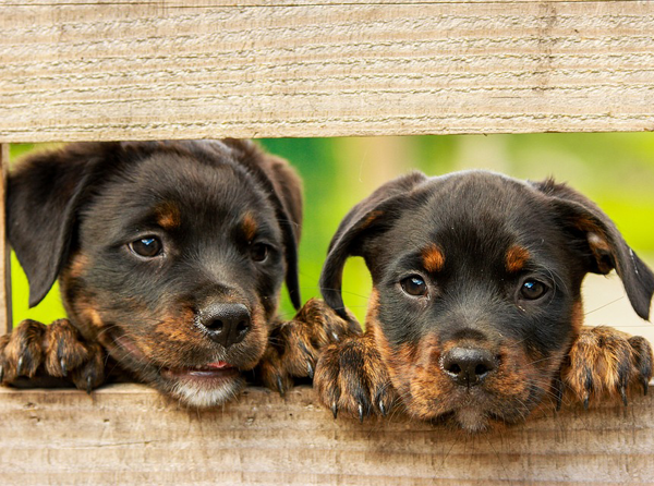 https://pixabay.com/photos/rottweiler-puppy-dog-dogs-cute-1785760/