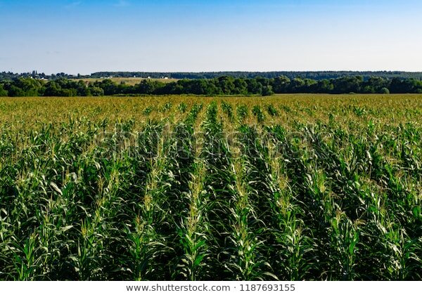 Кукурузное поле в Подмосковье