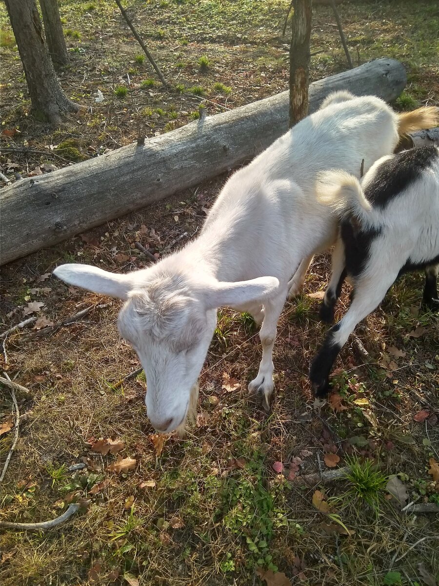 Коза Белка пасётся.