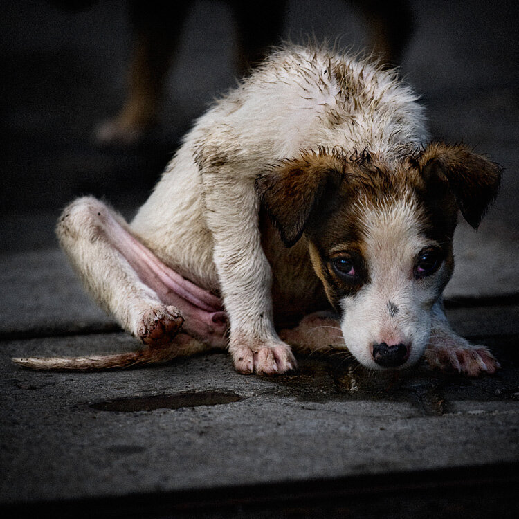 Бездомные собаки. Грустный щенок.