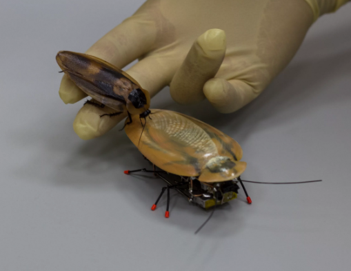 Фото взято из открытых источников